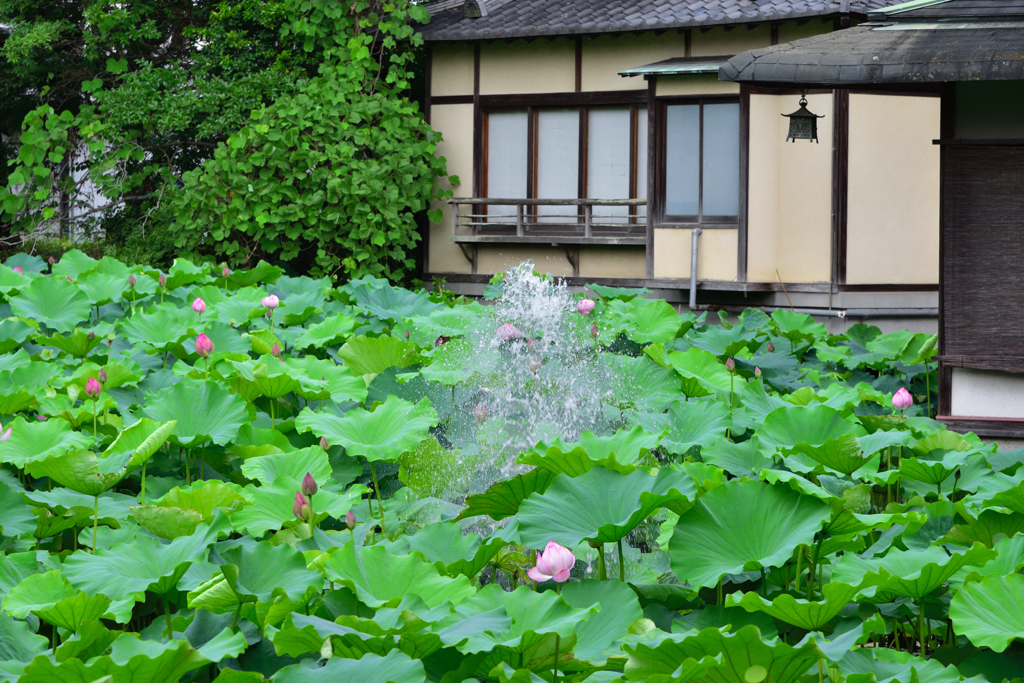 蓮池