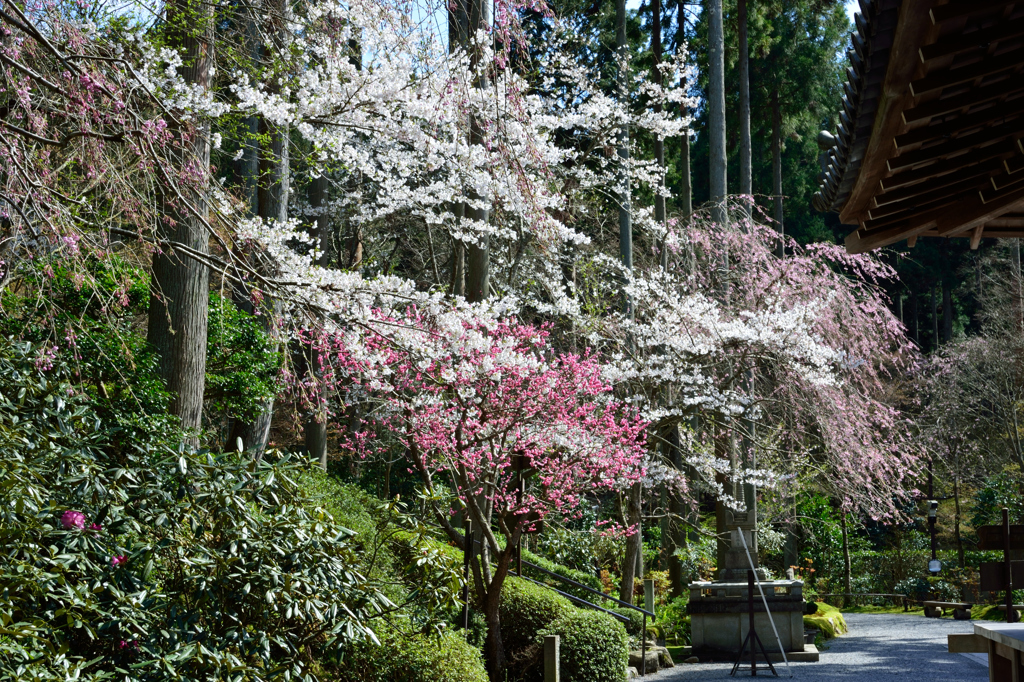 三千院門跡