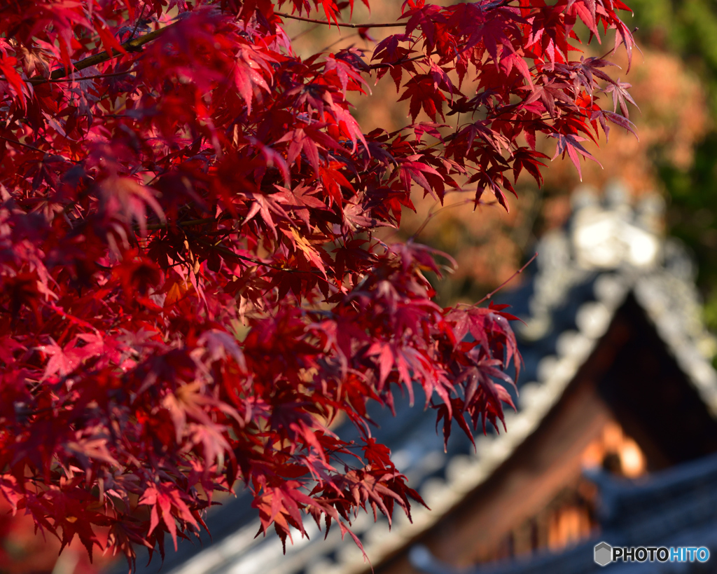 紅葉_毘沙門堂門跡_3