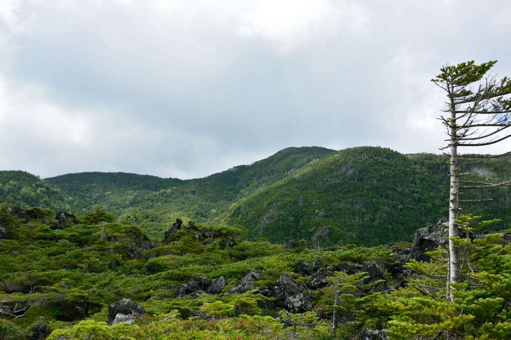 北八ヶ岳溶岩坪庭にて