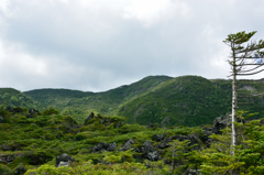 北八ヶ岳溶岩坪庭にて