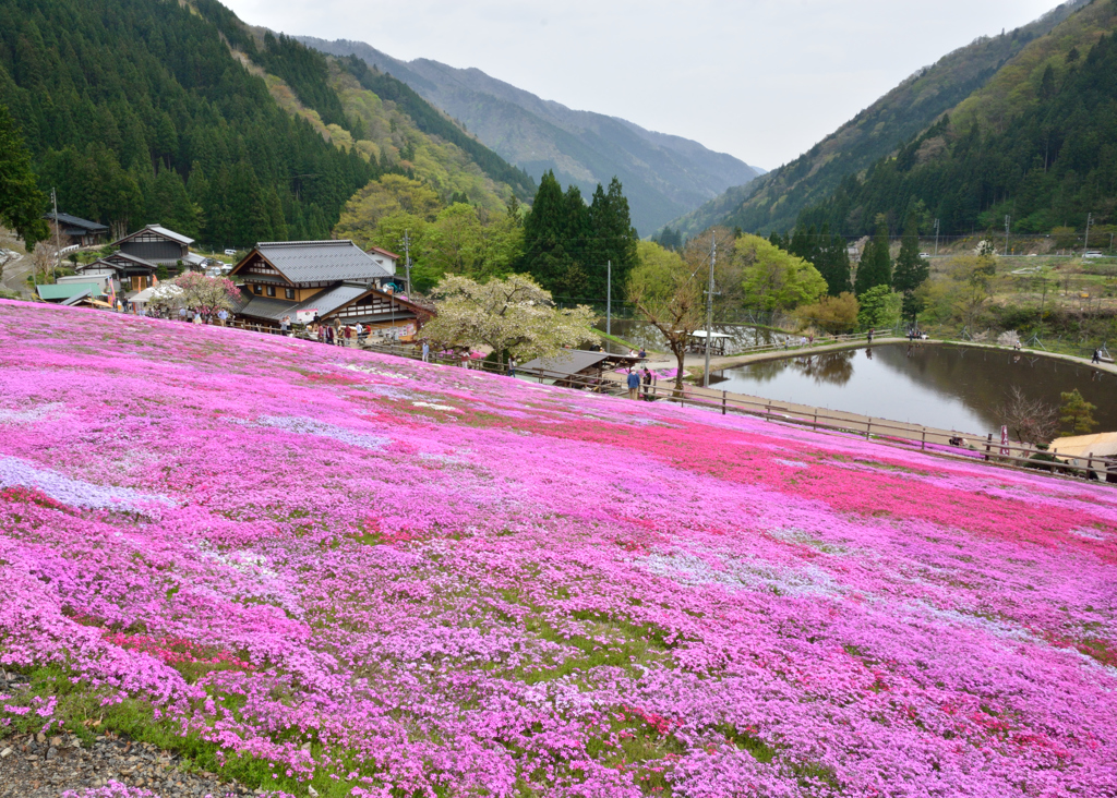 せせらぎ街道 国田家の芝桜