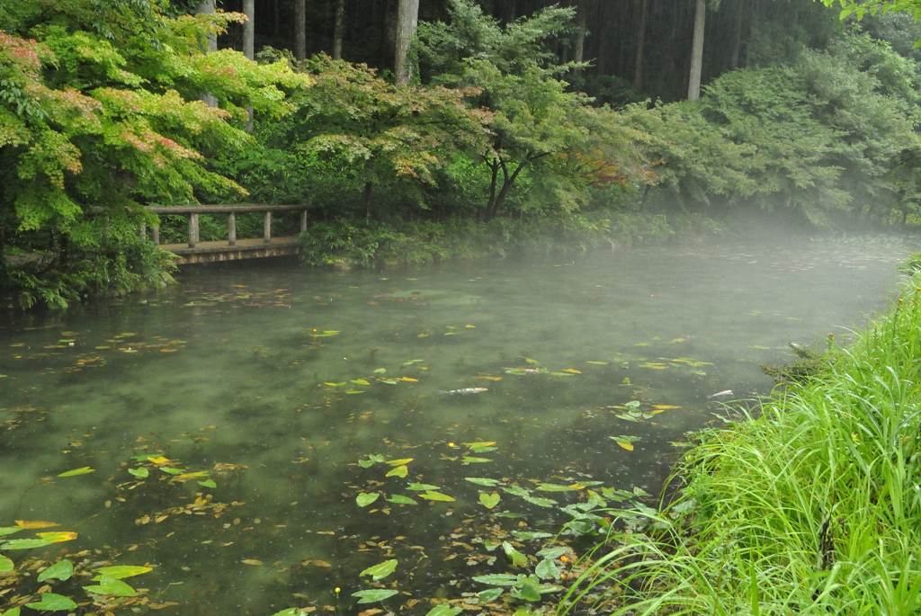 モネの池_03　朝靄