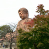 色づき始めたもみじと大仏様