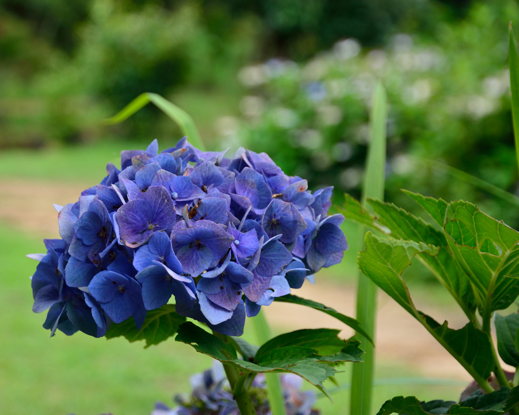 紫陽花