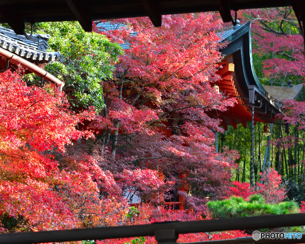紅葉_毘沙門堂門跡_4
