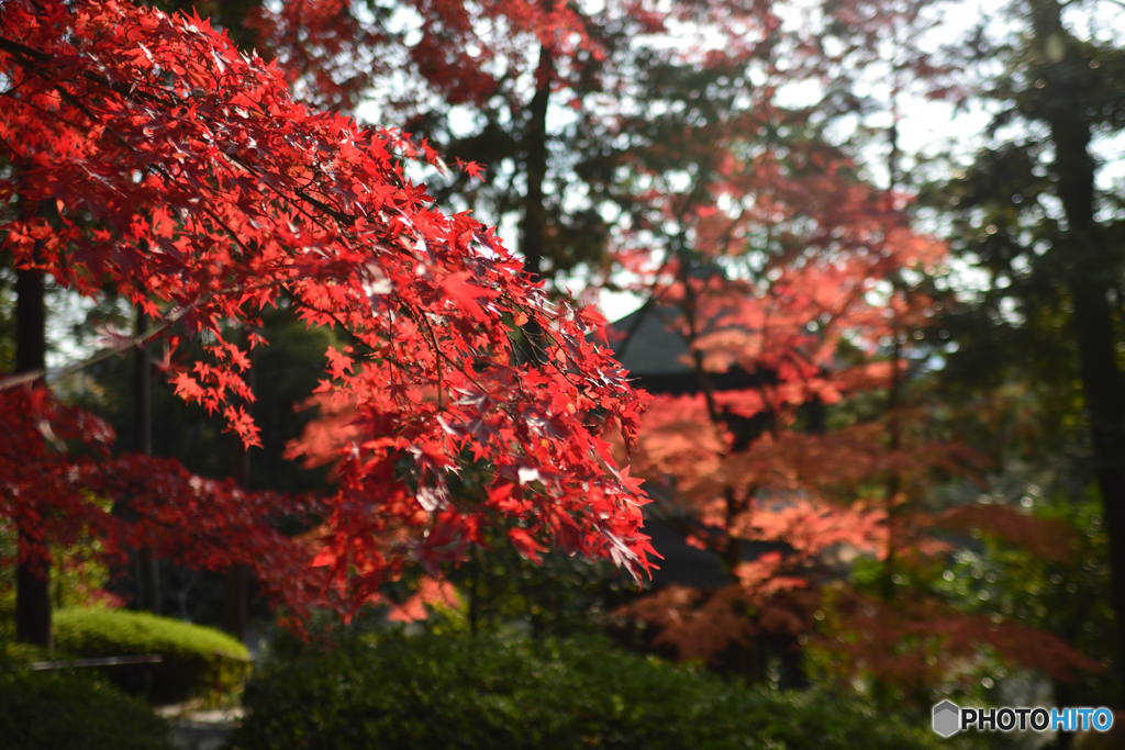 紅葉の石山寺