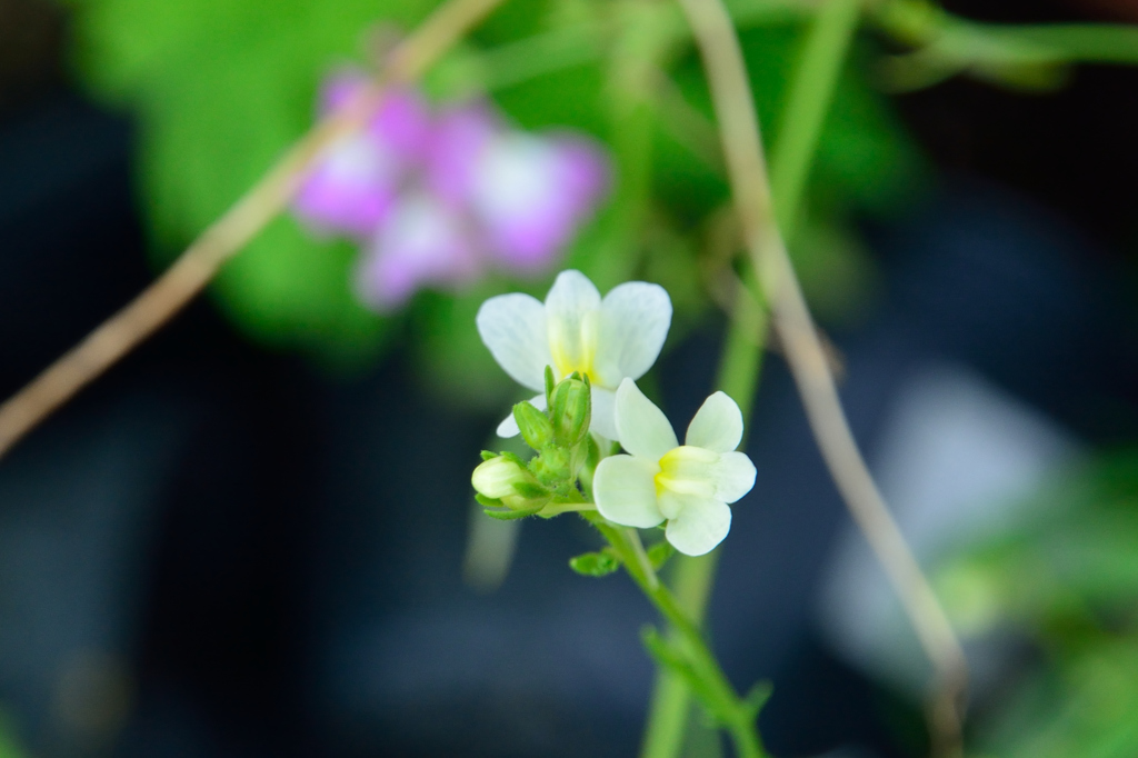 庭先の花