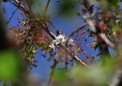 残桜