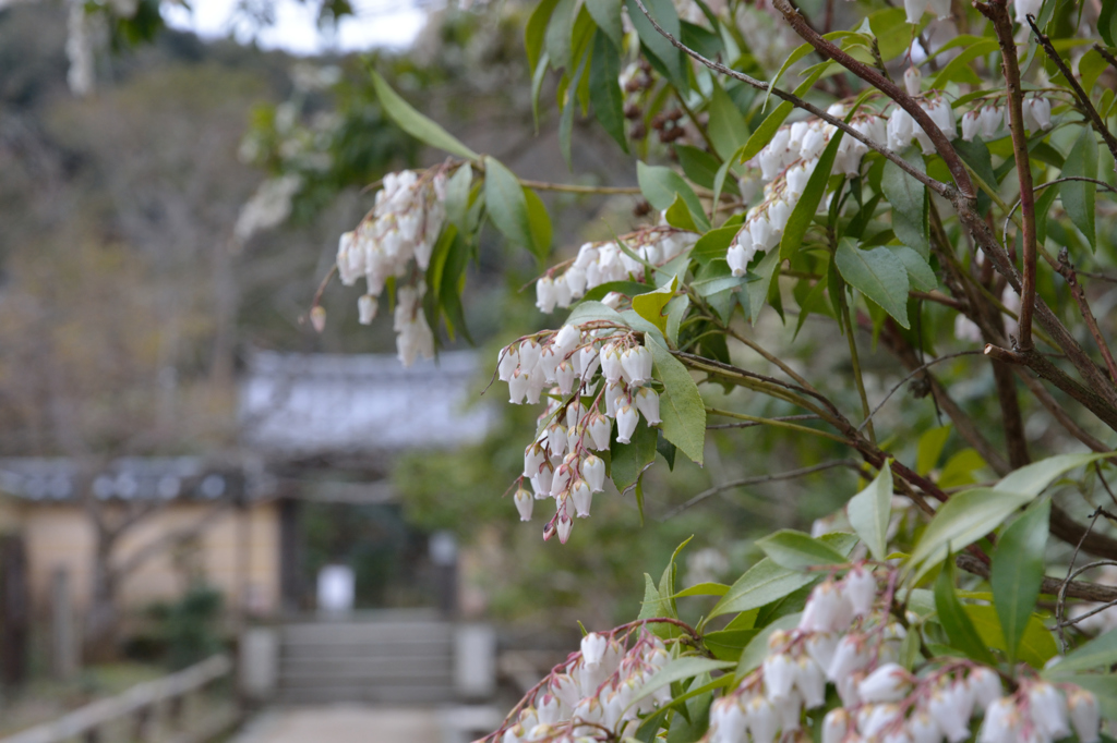 花と門（浄瑠璃寺）