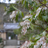 花と門（浄瑠璃寺）