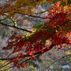 紅葉　いろいろ