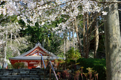 三千院門跡　桜かぶる観音堂