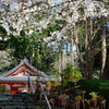 三千院門跡　桜かぶる観音堂