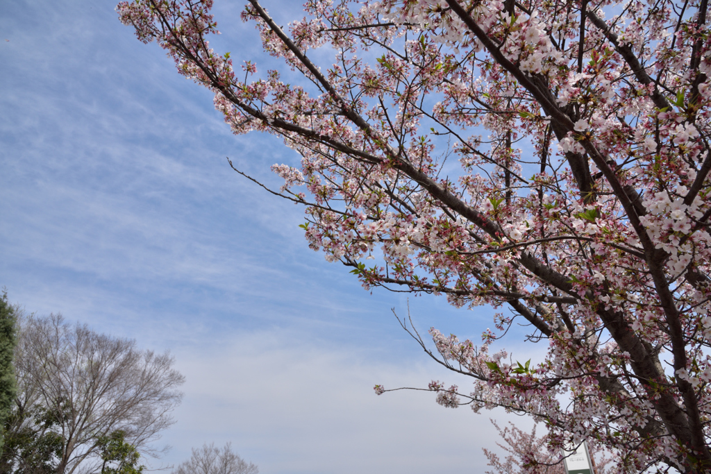 ちょっと葉桜