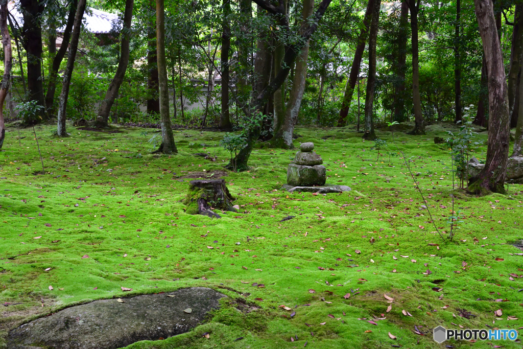 苔庭