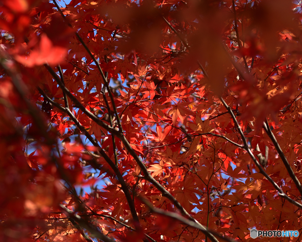 紅葉　茂みの中の日当たり