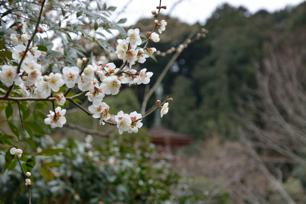 花と塔（浄瑠璃寺）