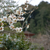 花と塔（浄瑠璃寺）
