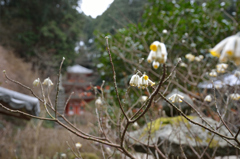 花と塔（岩船寺）