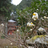 花と塔（岩船寺）