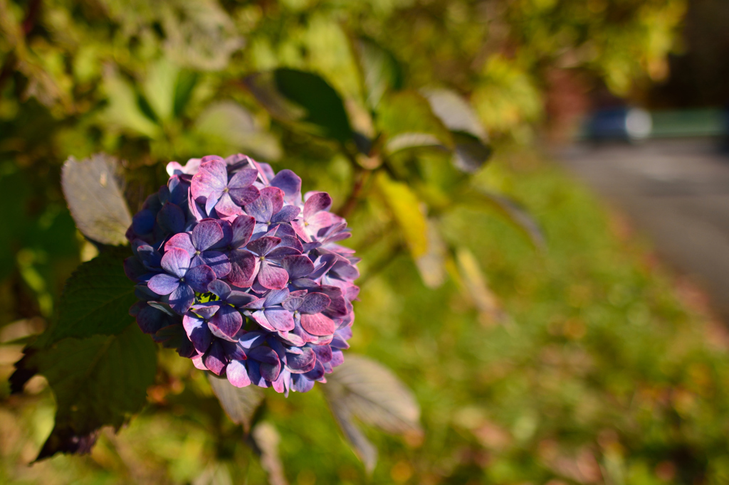 紫陽花？