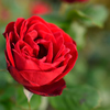 紅い薔薇