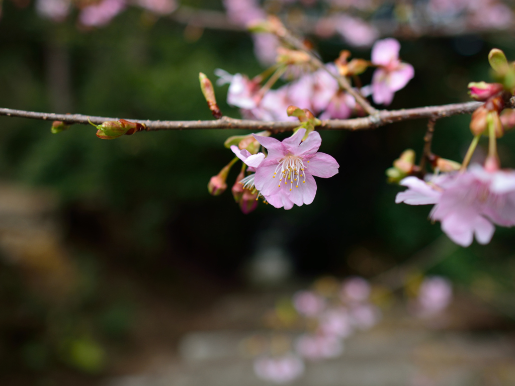 桜