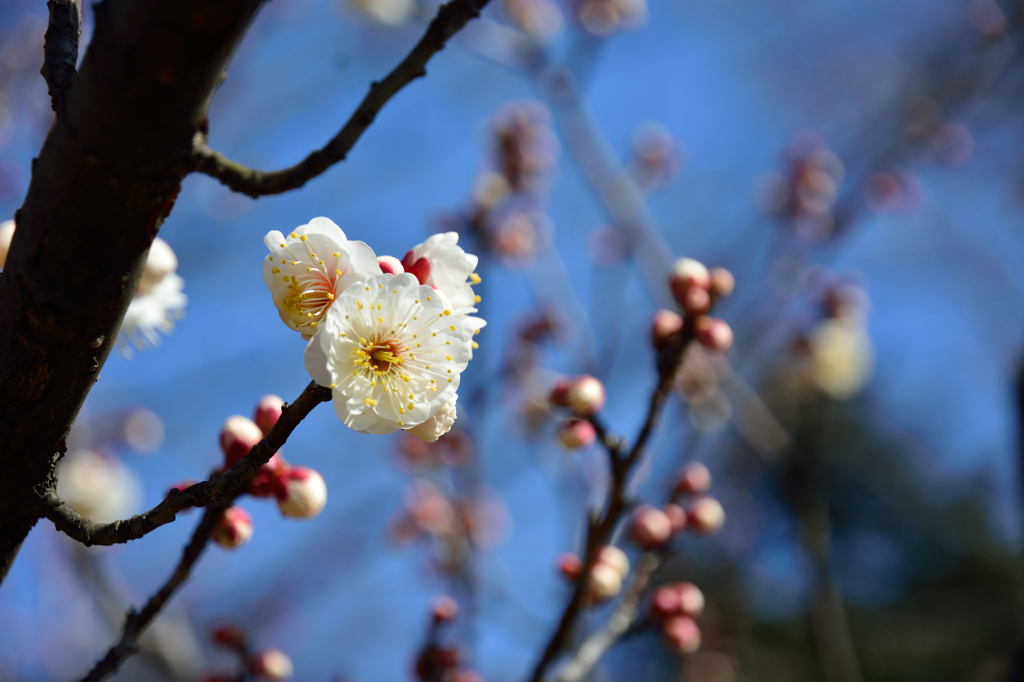 梅まつり_八重茶青