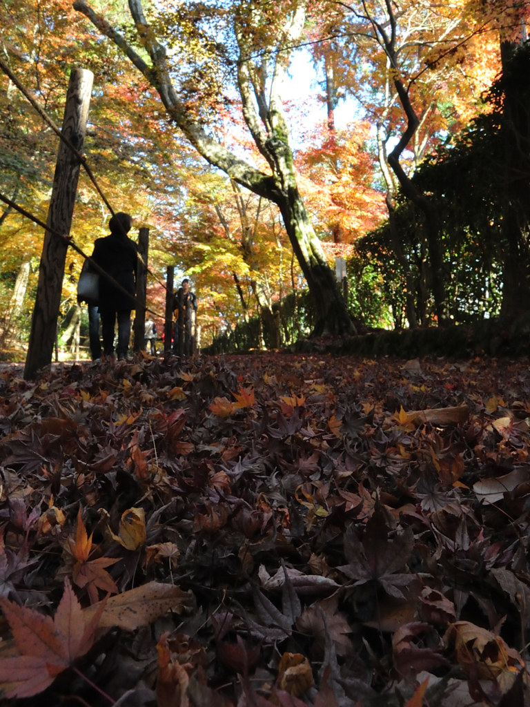 紅葉の果て