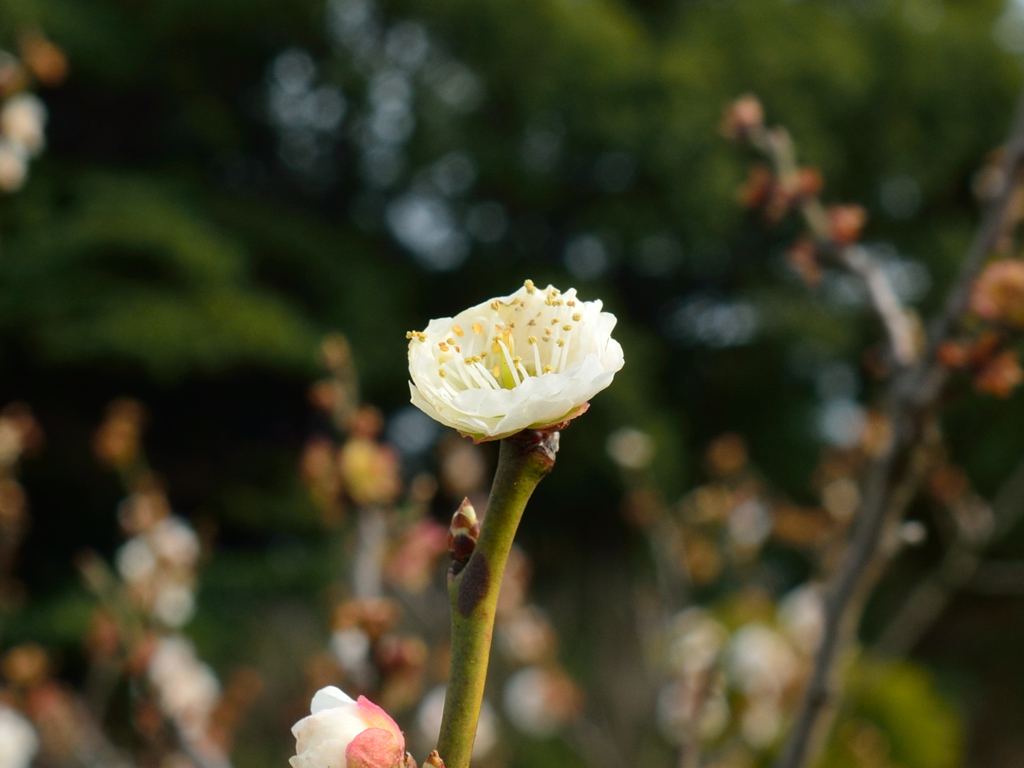 梅の花