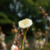 梅の花