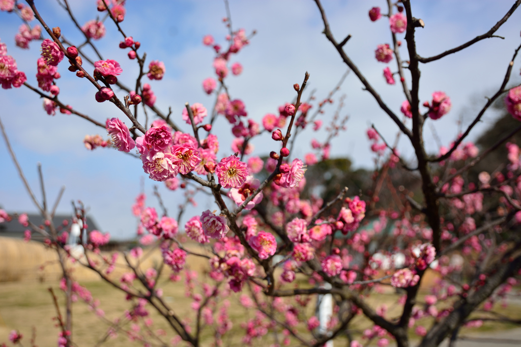 梅まつり_八重寒紅