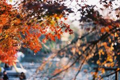 秋の井の頭公園