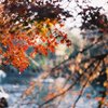 秋の井の頭公園