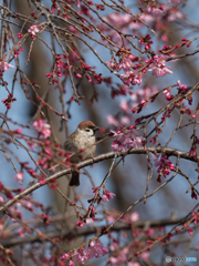 桜雀