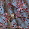 桜雀