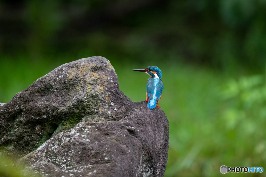 うしろ姿にブルーライン