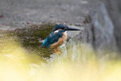 黄色いステージ