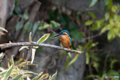 シャープな顔立ち