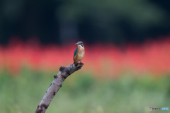 若、サルビアをバックに