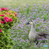 花の庭にお出かけ