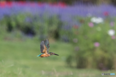 カワセミ飛ぶ