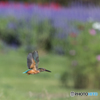 カワセミ飛ぶ