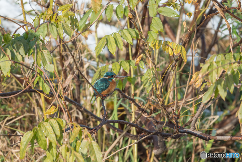エメラルドグリーン
