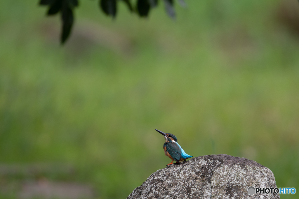 カワセミのいる景色