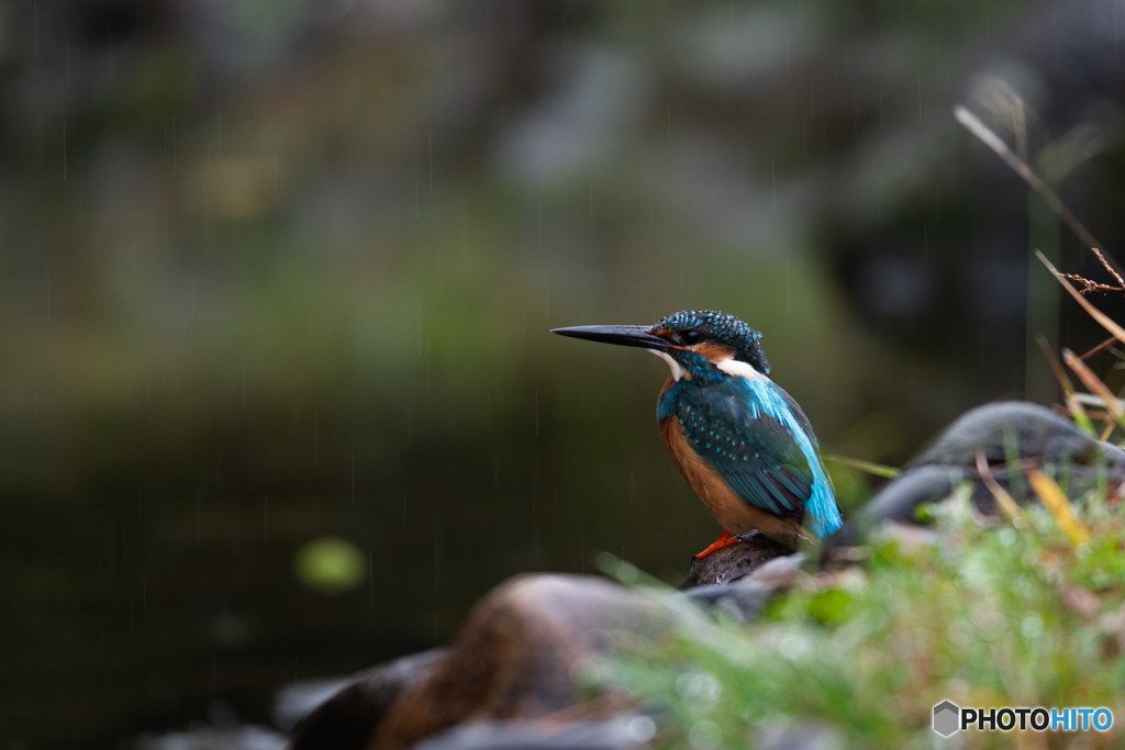 雨カワセミ
