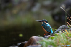 雨カワセミ