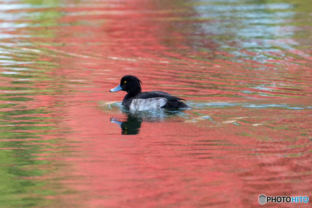 キンクロハジロ