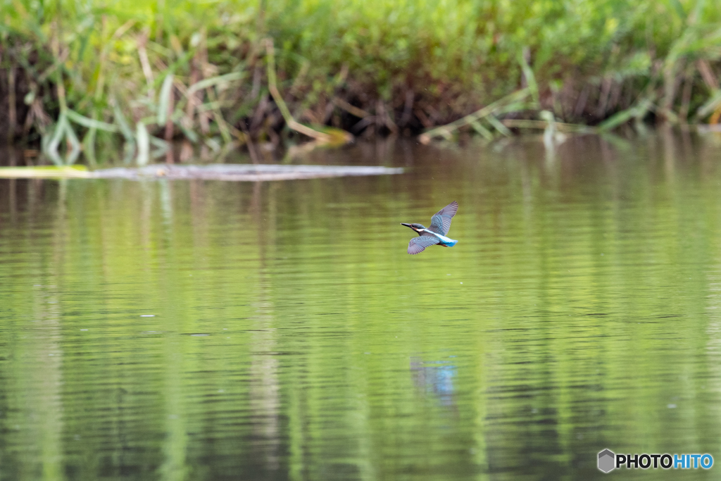 カワセミも飛ぶ水面